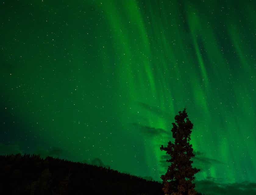 Drzewo na tle malującej się na nocnym niebie, zielonej zorzy polarnej.