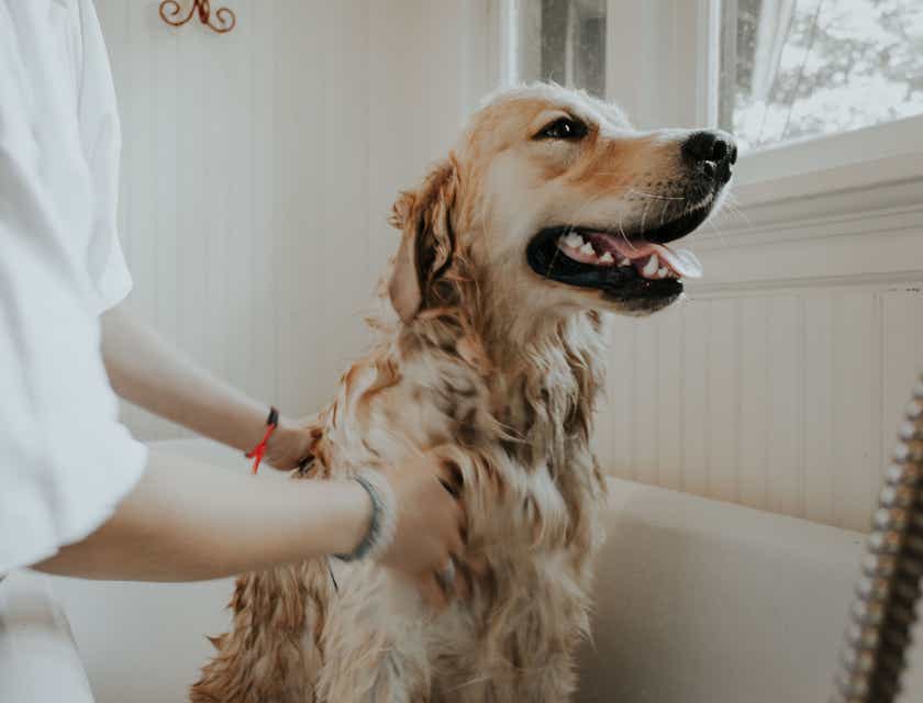 Duży pies kąpany w wannie firmy, która zajmuje się pielęgnacją zwierząt.