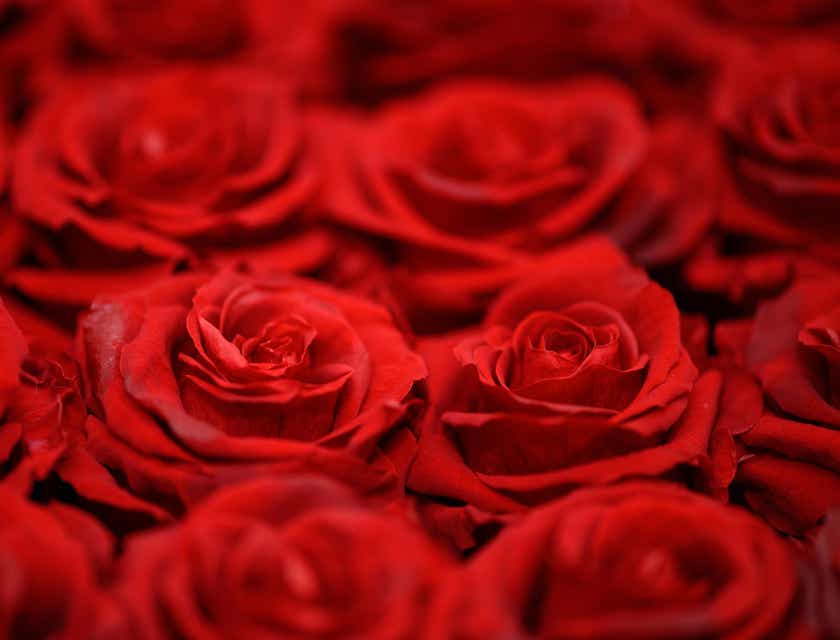 Bukiet czerwonych róż.