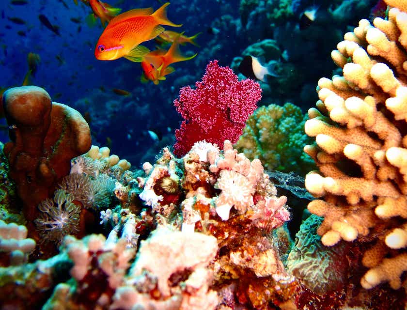 Una fotografía de vida marina tomada debajo del mar.