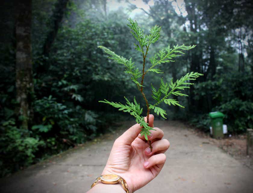 Een milieubewuste persoon die in een bosrijke omgeving een groen takje vasthoudt.