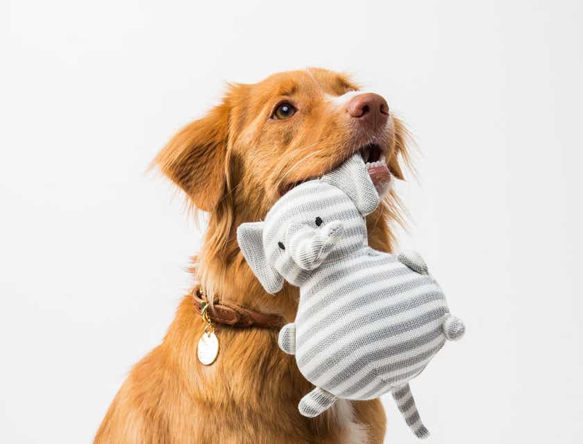 Un perro con un juguete comprado en una tienda de mascotas.