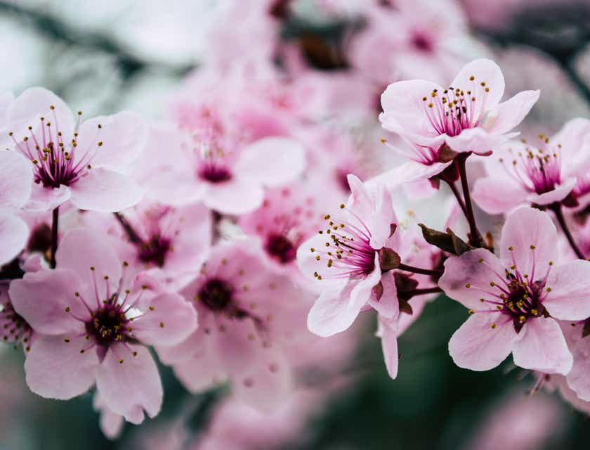 Flores de cerezo japonesas bastante rosadas en un logo bonito.