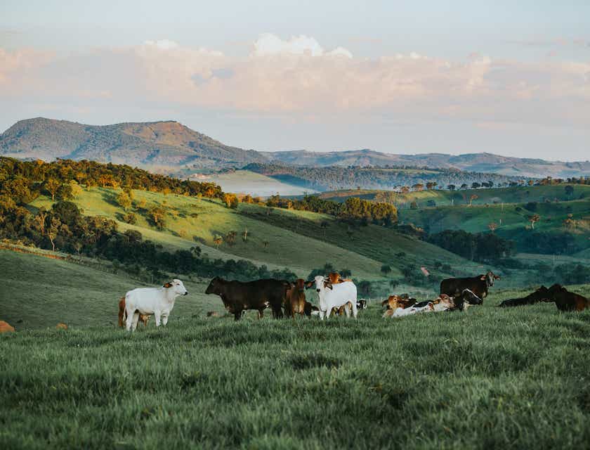 Sığırların dağlık arazide otladığı bir çiftlik manzarası.