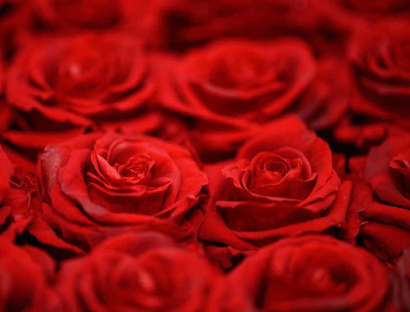 Uma coleção de rosas vermelhas.