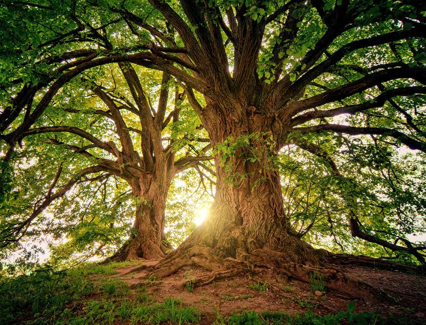Yaprak döken büyük ve yaşlı ağaçlar.