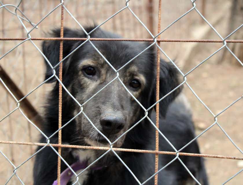 An old, black dog looking through a fence at an animal shelter.