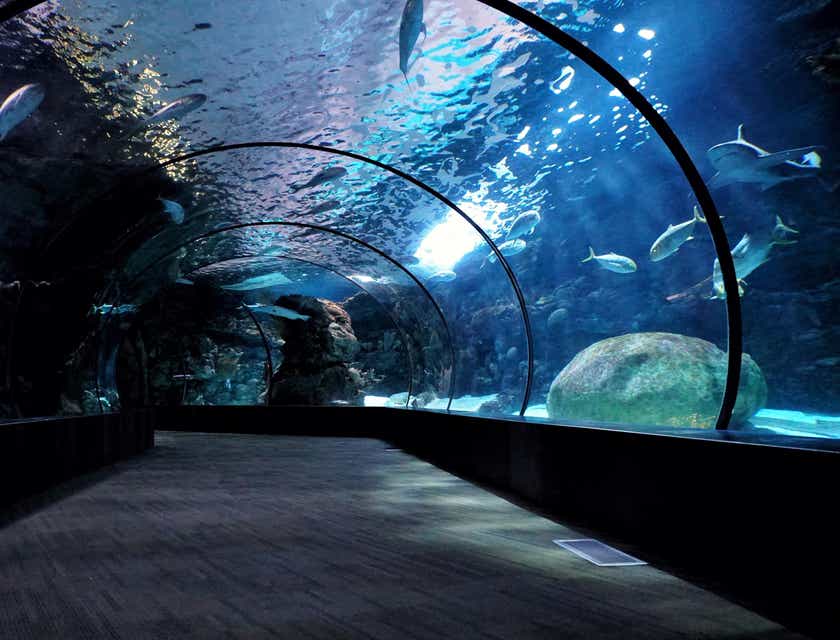 Un tunnel di acqua all'interno di un acquario.