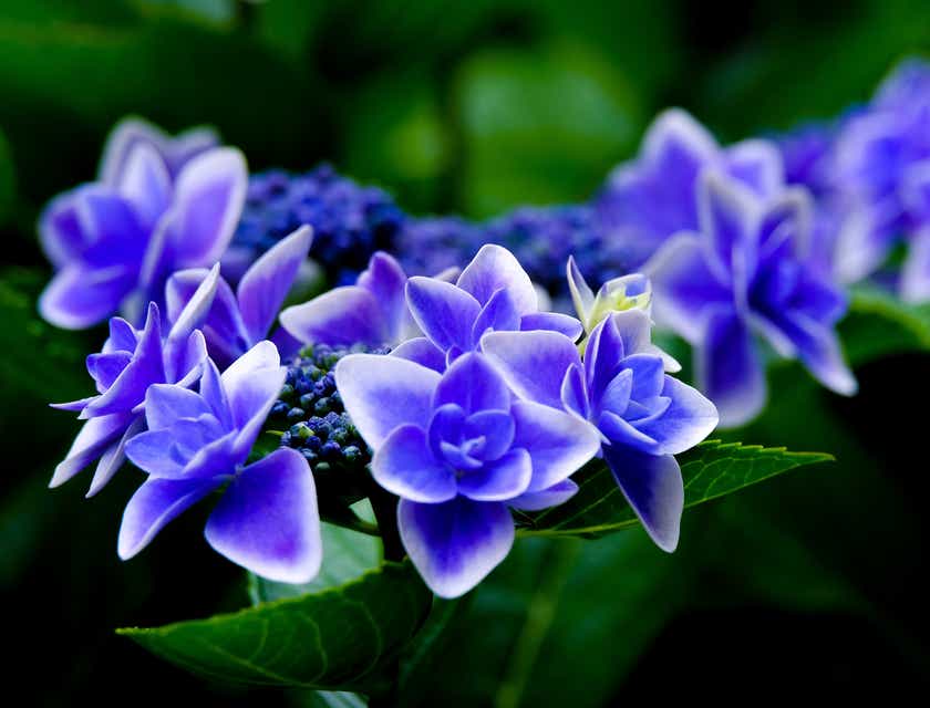 Bunga hortensia biru yang indah dan mekar.