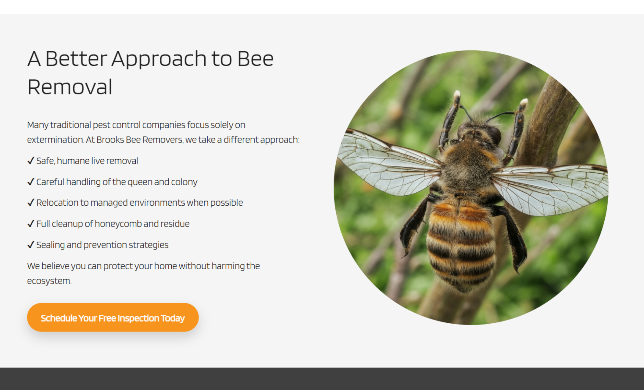 Bee removal information section titled “A Better Approach to Bee Removal” beside a circular photo of a honeybee, with bullet points explaining humane relocation, hive handling, and prevention strategies