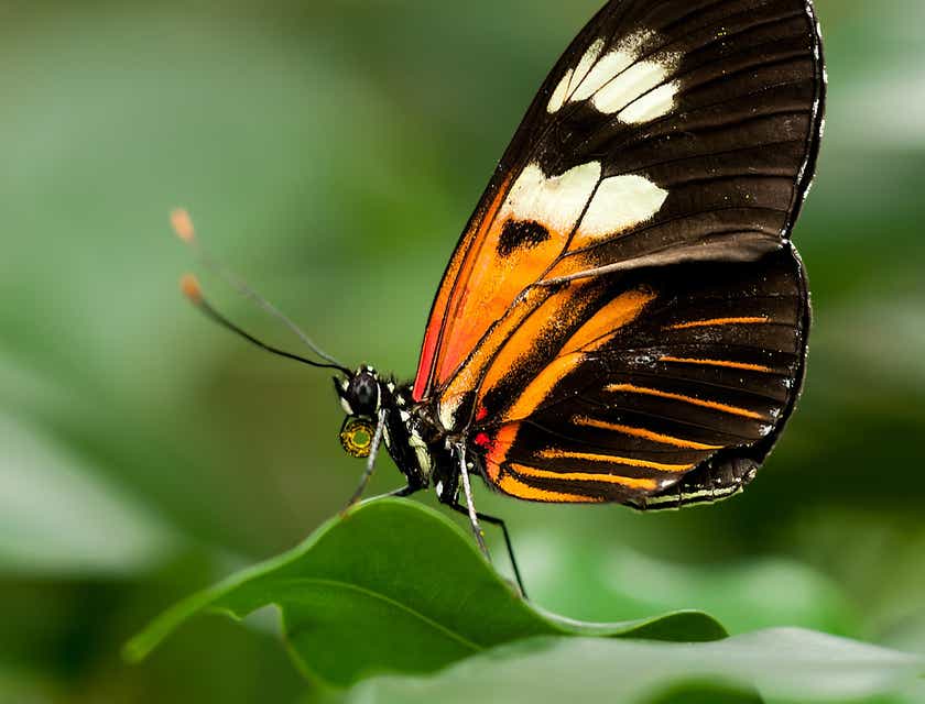 A butterfly sitting on a leaf.