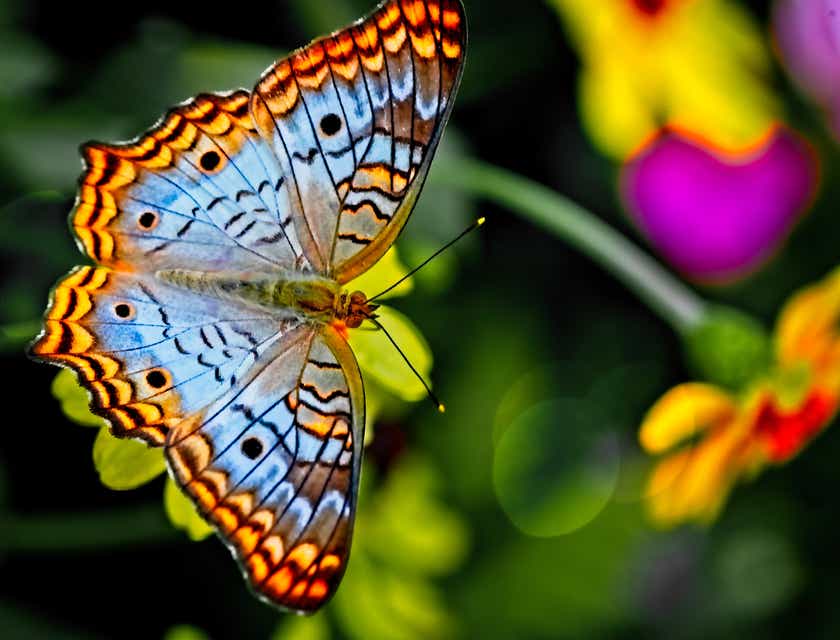Doğada turuncu, siyah ve mavi bir kelebek.