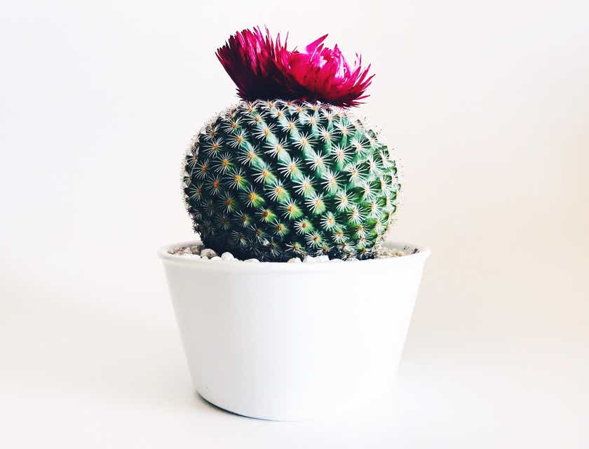 A spiky cactus topped with a pink flower in a white pot.