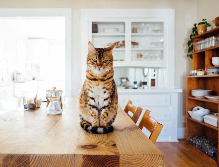 An orange and white tabby cat sitting on a table.