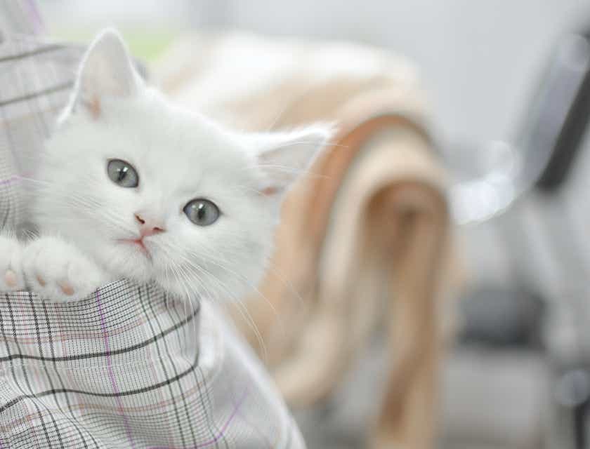 Seekor anak kucing yang memesona di dalam saku baju.