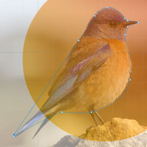 Crea un contorno aproximado.