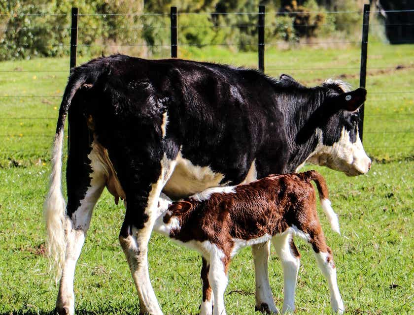 A black and white cow pictured with a calf on a dairy farm.