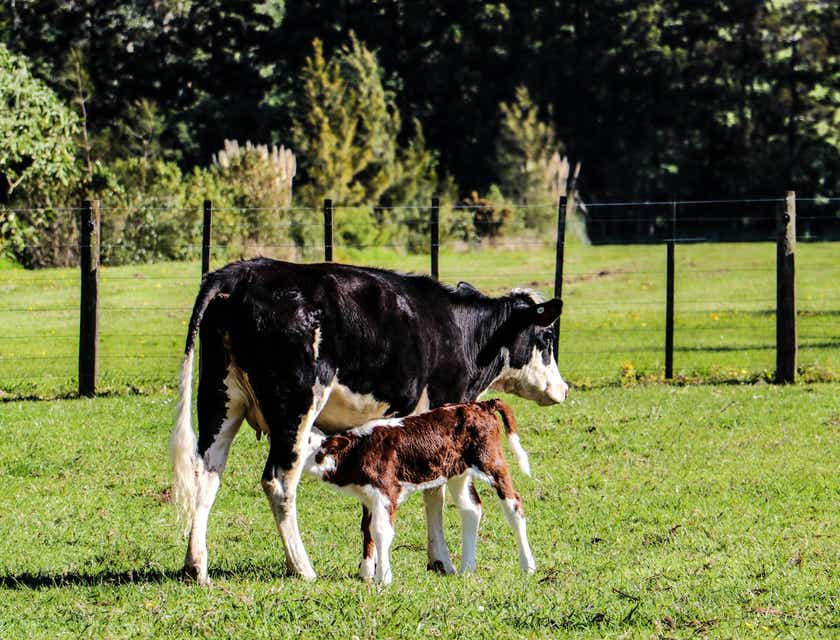 Seekor sapi hitam dan putih dengan bayinya di sebuah peternakan sapi perah.