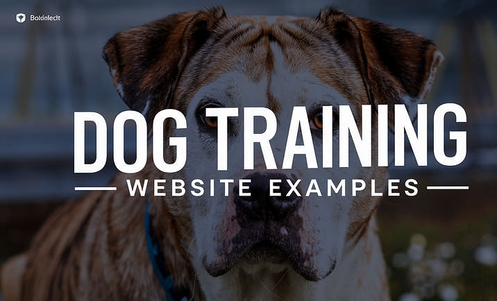 Image of a dog standing at attention with overlaying text that reads "Dog Training Website Examples"