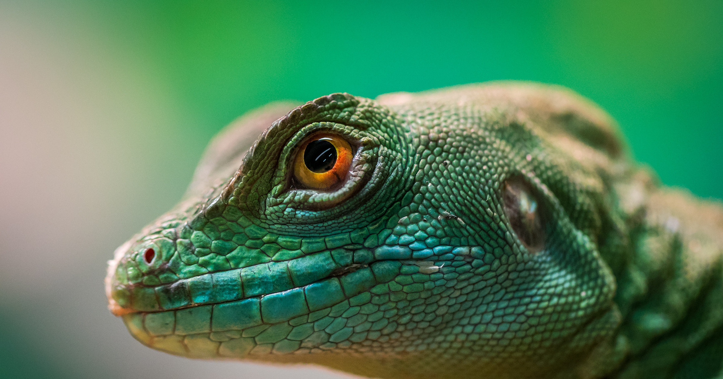 Exotic Animal Logos Free Logo Maker exotic-animal-logos-free-logo-maker