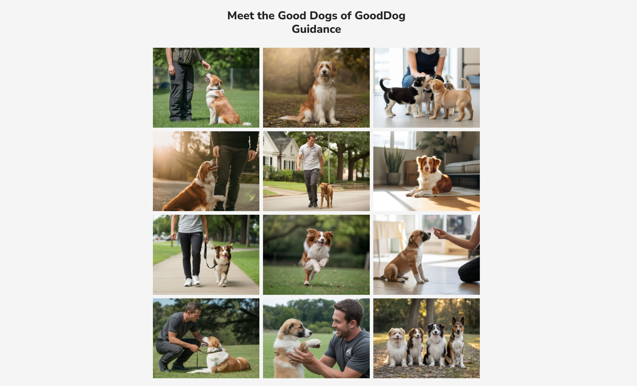 GoodDog Guidance gallery titled “Meet the Good Dogs of GoodDog Guidance,” displaying a grid of photos showing dogs practicing obedience, leash walking, socialization, and at-home training