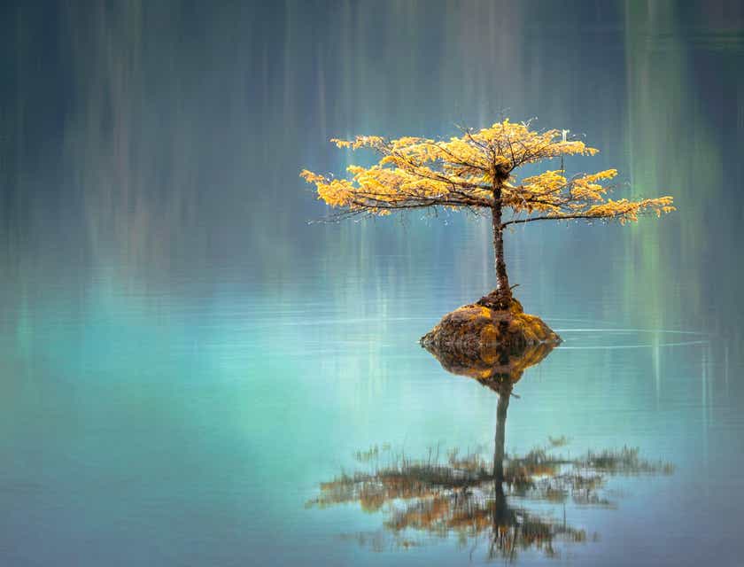 Un albero che si riflette in un calmo lago dentro un paesaggio armonioso.