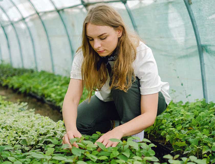 A horticulturist tending plants in a greenhouse.