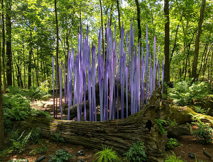 A vertical purple formations behind an uprooted tree in a forest.
