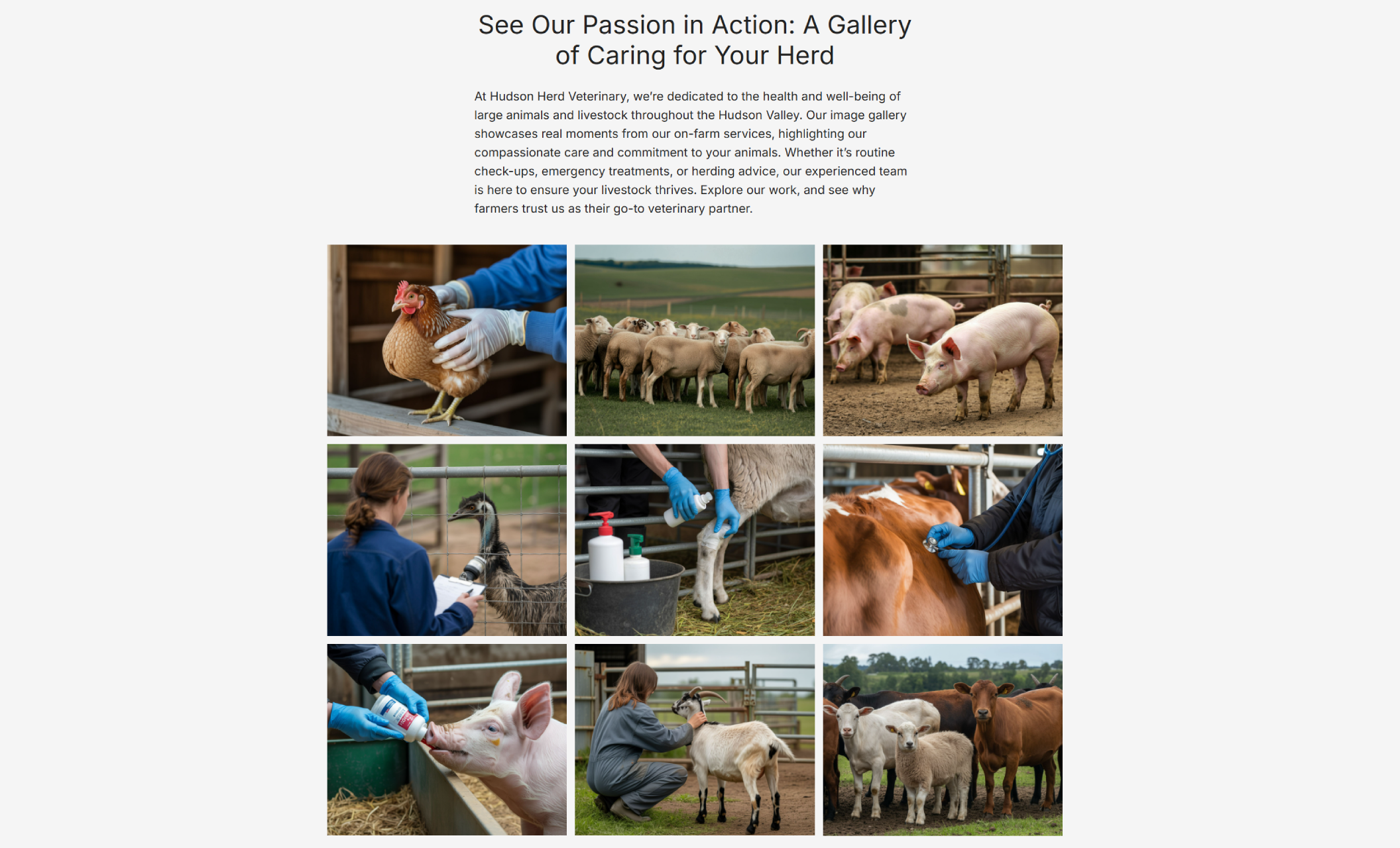 Hudson Herd Veterinary gallery section displaying a grid of photos showing veterinarians caring for livestock, including chickens, sheep, pigs, and cattle, under the heading “See Our Passion in Action: A Gallery of Caring for Your Herd.”