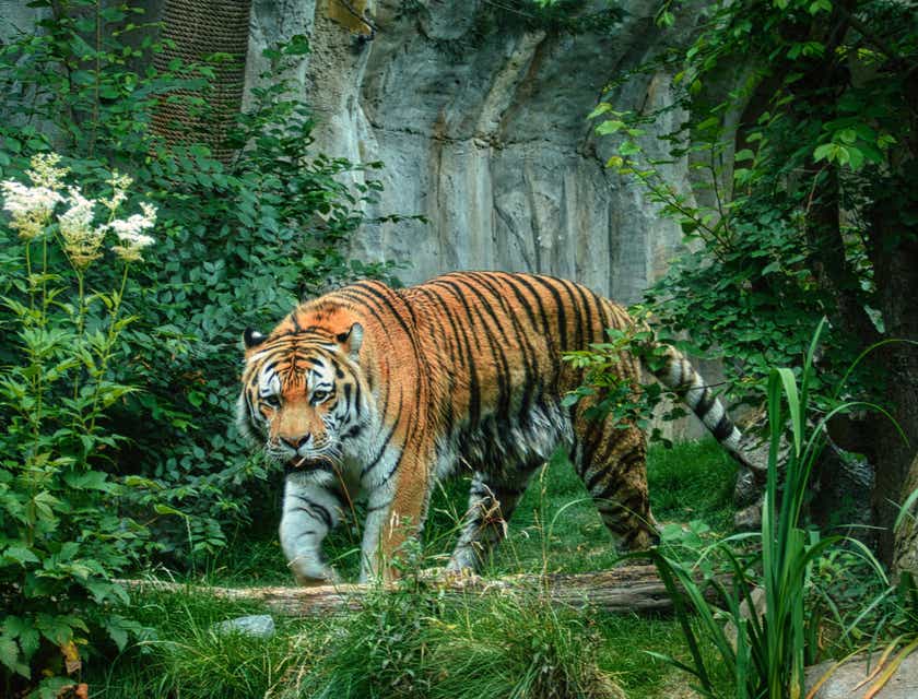 Una tigre dall'aspetto istintivo che segue la sua preda.
