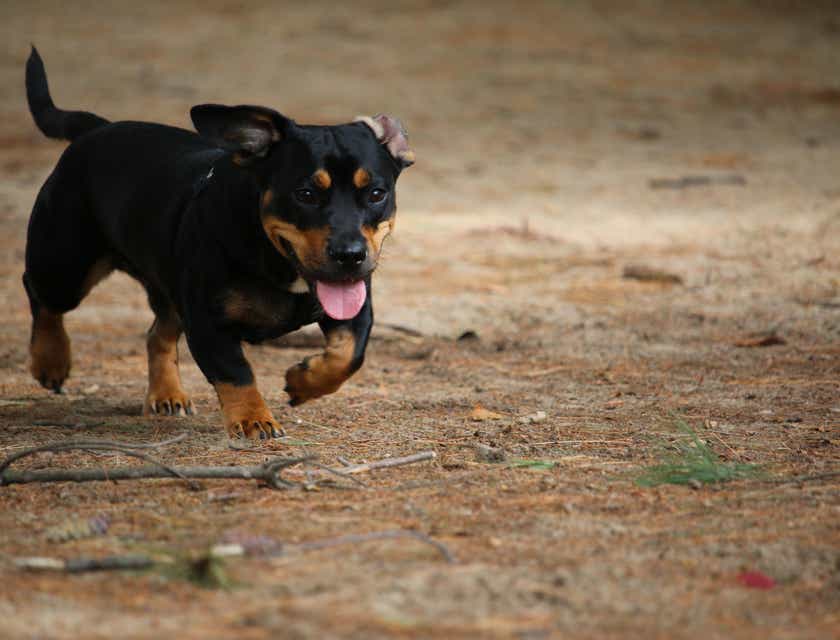 Un cucciolo di cane che corre libero nel cortile di un canile.