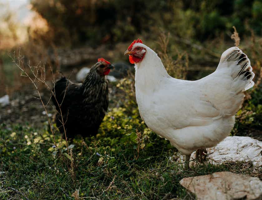 Een zwarte kip en een witte kip tegenover elkaar.
