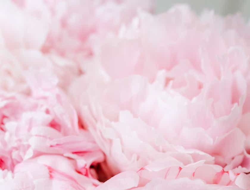 Tampilan close-up bunga-bunga berwarna pink.