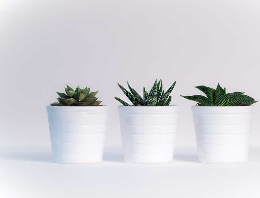 Tiga pot tanaman dipajang di depan latar belakang putih.