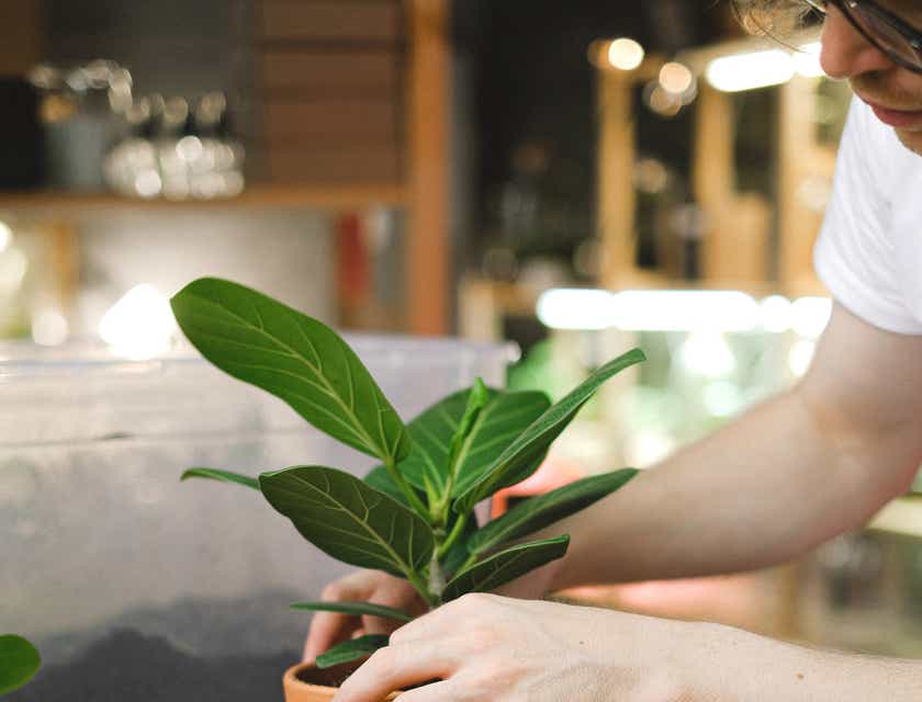 Una persona plantando una planta frondosa en una maceta.