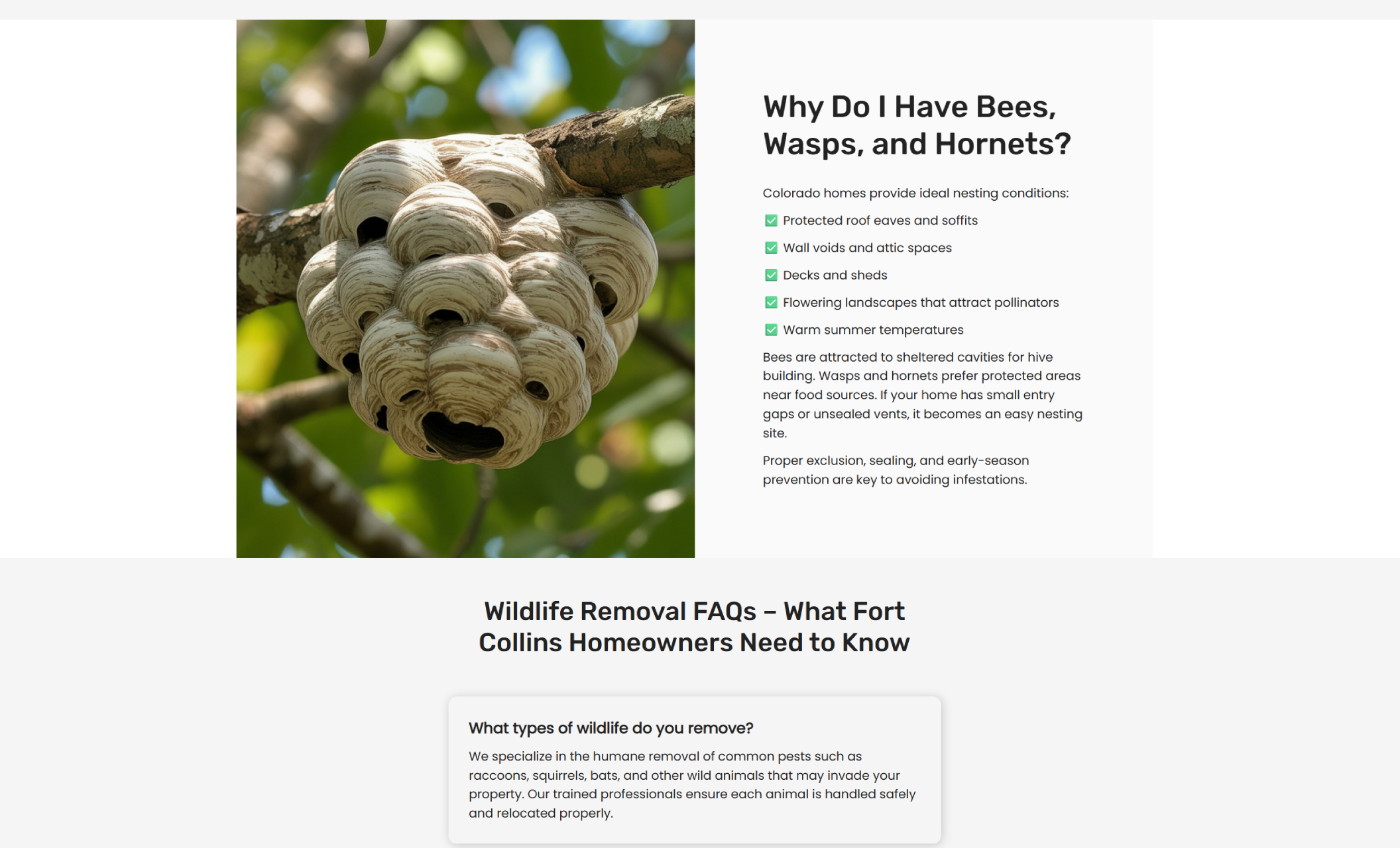 Wildlife removal FAQ section with a close-up photo of a large wasp nest on a tree branch next to the headline “Why Do I Have Bees, Wasps, and Hornets?” and a checklist explaining common nesting conditions
