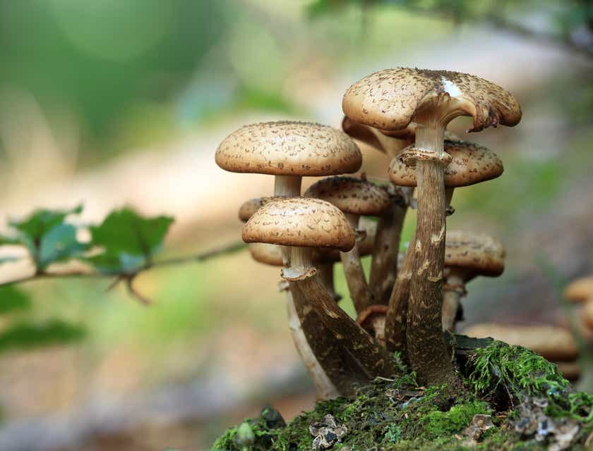 Un primer plano de hongos que crecen en un montículo cubierto de musgo en un logo con hongos.