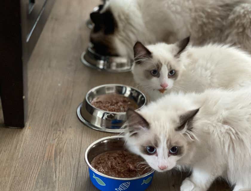 Adorables gatos comiendo comida para mascotas en tazones, para un logo de alimento para mascotas.