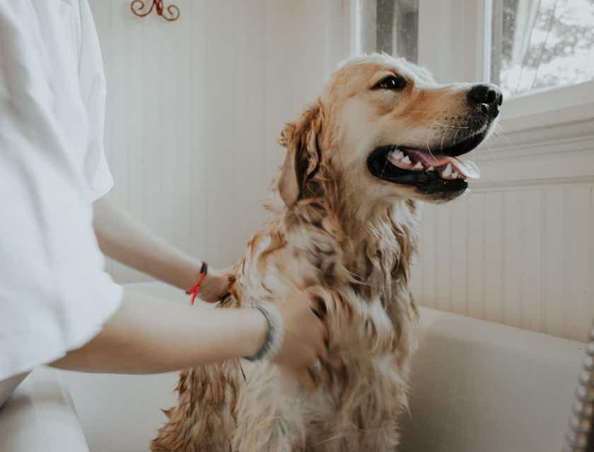 Un grand chien en train d'être toilleté dans la baignore d'un salon de toilettage pour chiens.