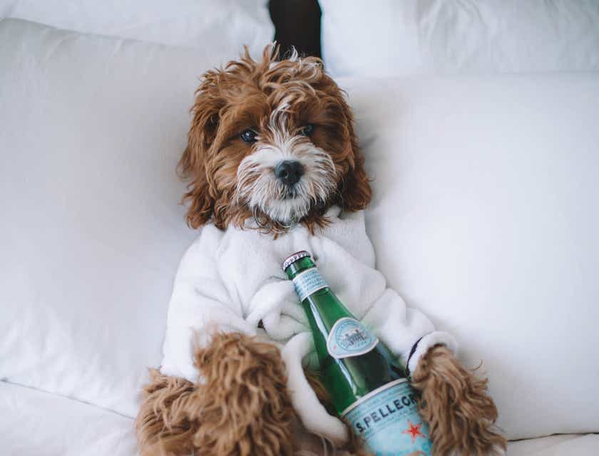 Un perro sosteniendo una botella de agua relajándose en una cama, en un hotel de mascotas.