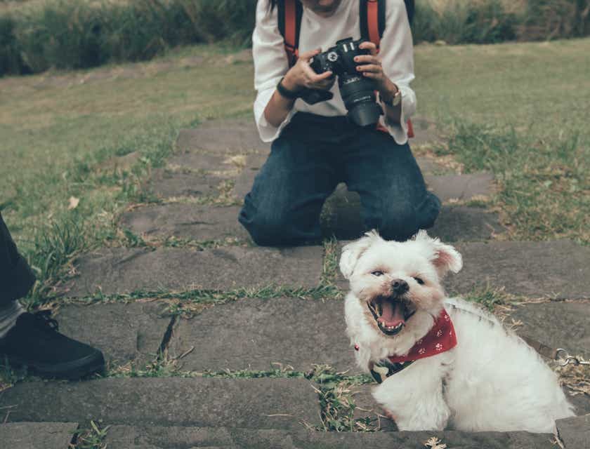 Küçük beyaz köpeğin evcil hayvan fotoğrafını çekmek için kamerasını ayarlayan bir kadın.