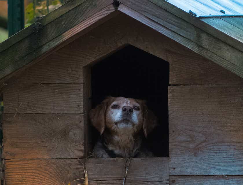 A dog sitting in a wooden pet shelter.
