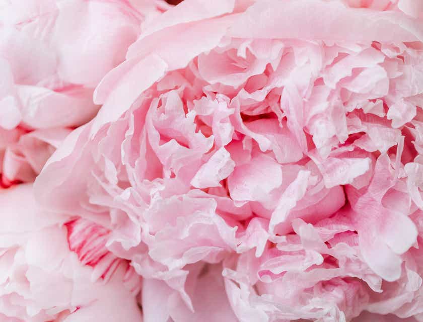 Um close-up de pétalas rosas.