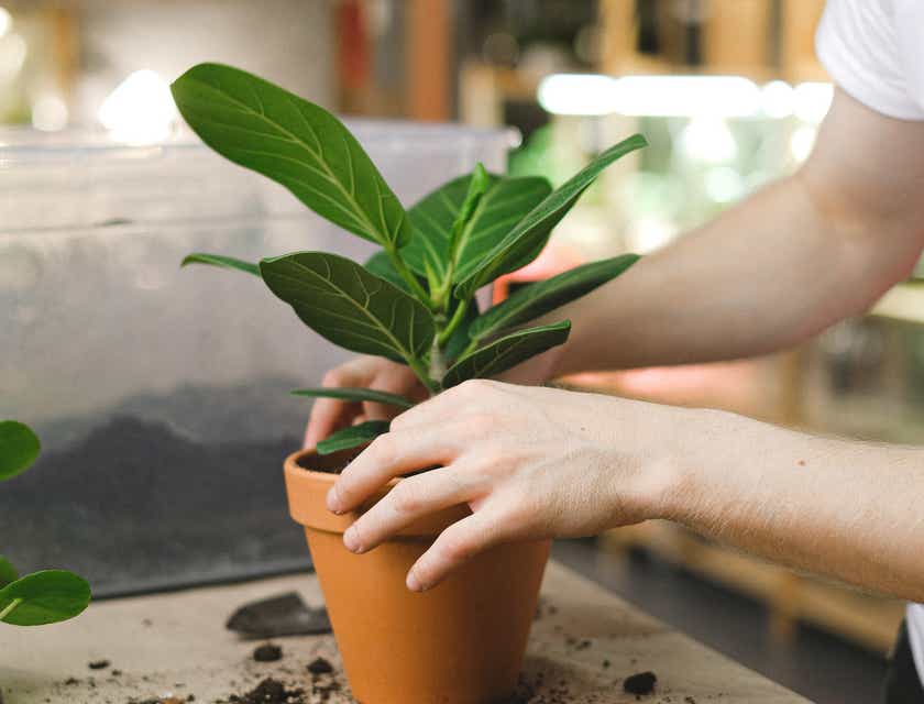 A person planting a leafy stem in a plant pot.