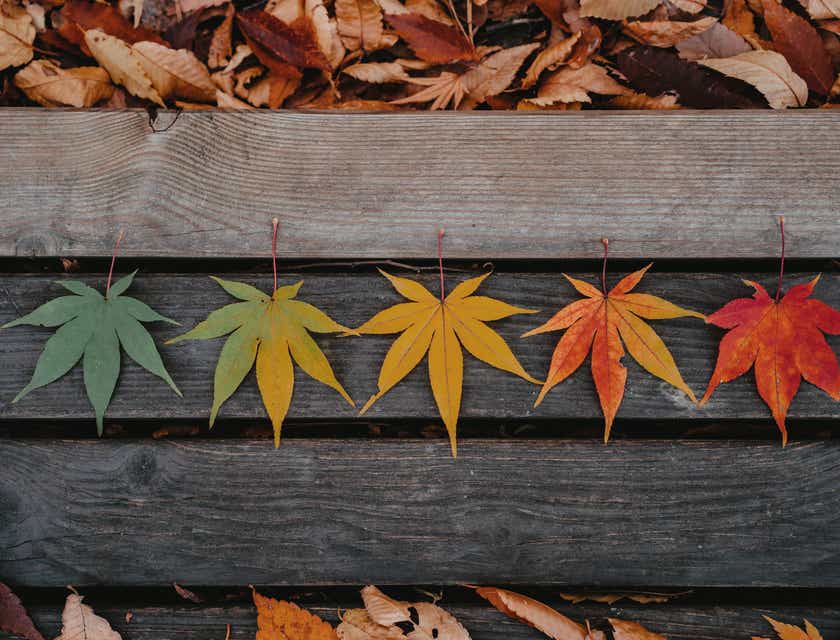 Des feuilles disposées sur une planche de bois en fonction de leur couleur saisonnière.