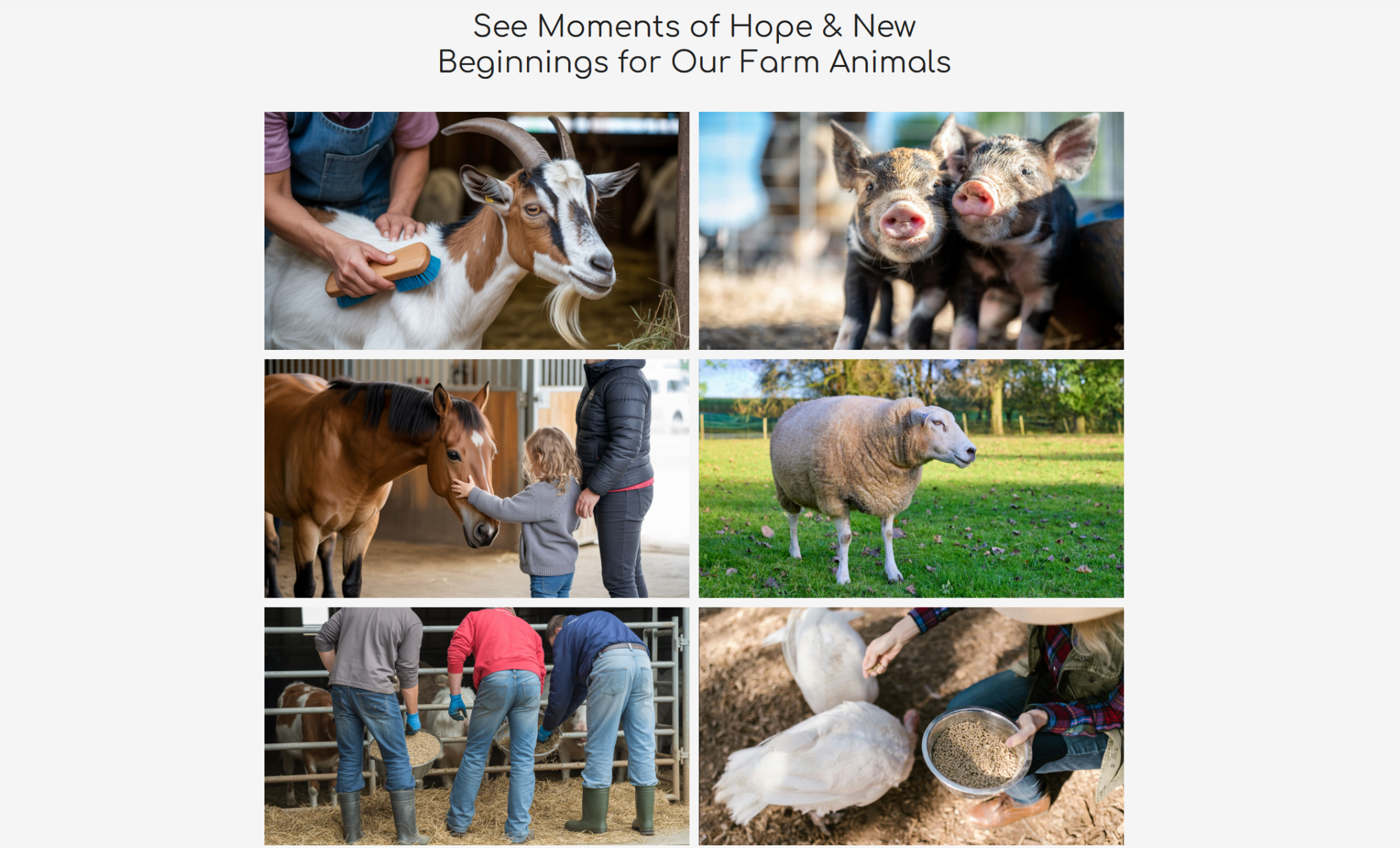 The Open Pasture Project gallery section titled “See Moments of Hope & New Beginnings for Our Farm Animals” showcasing six photos of rescued animals being cared for, including a goat being brushed, piglets close together, volunteers feeding livestock, and a child meeting a horse