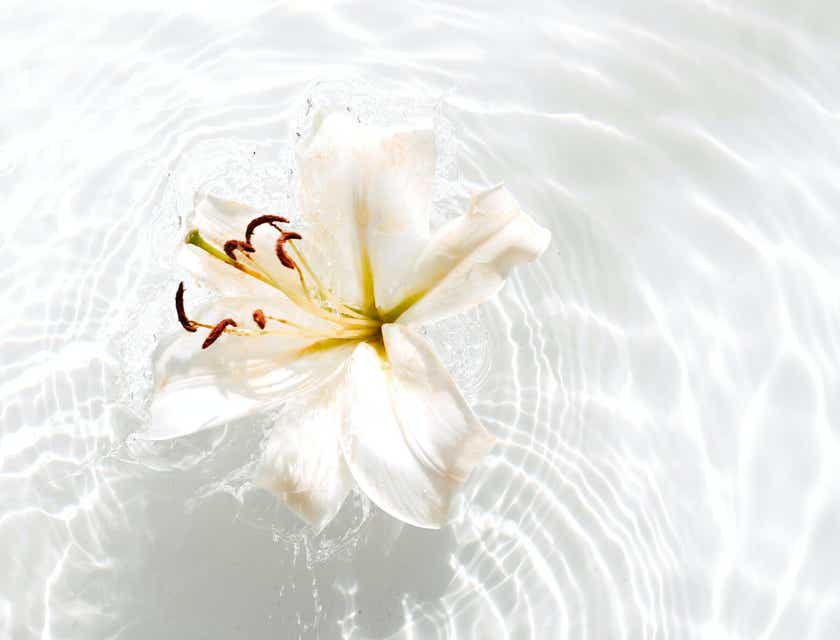 Una flor blanca flotando en el agua.