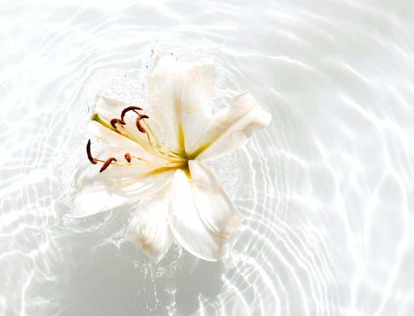 Biały kwiat unoszący się na tafli wody.