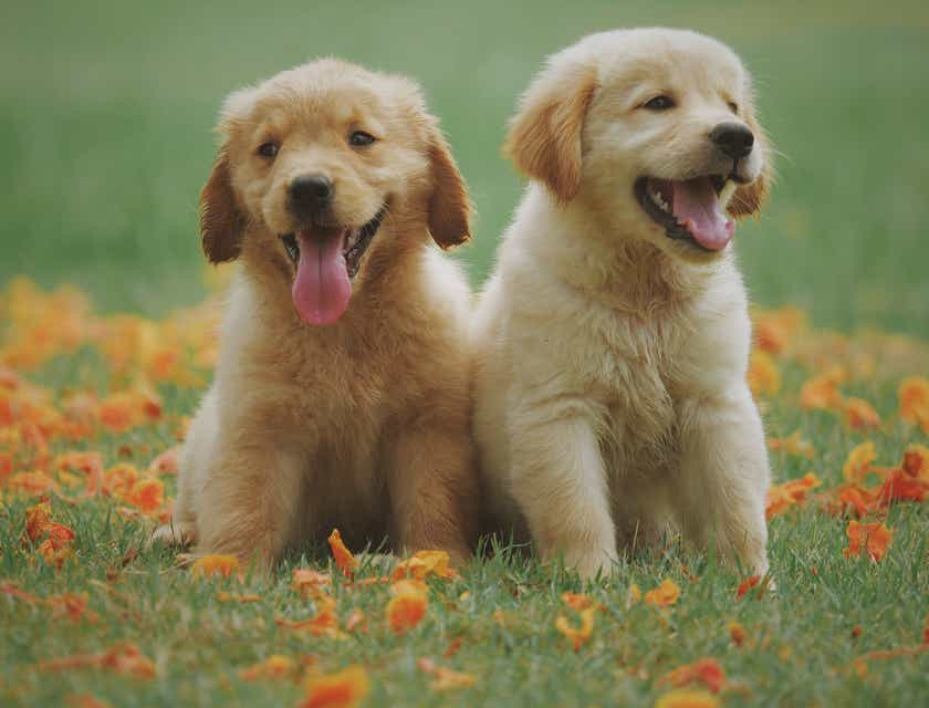 Two wholesome puppies sitting in a flowerbed.