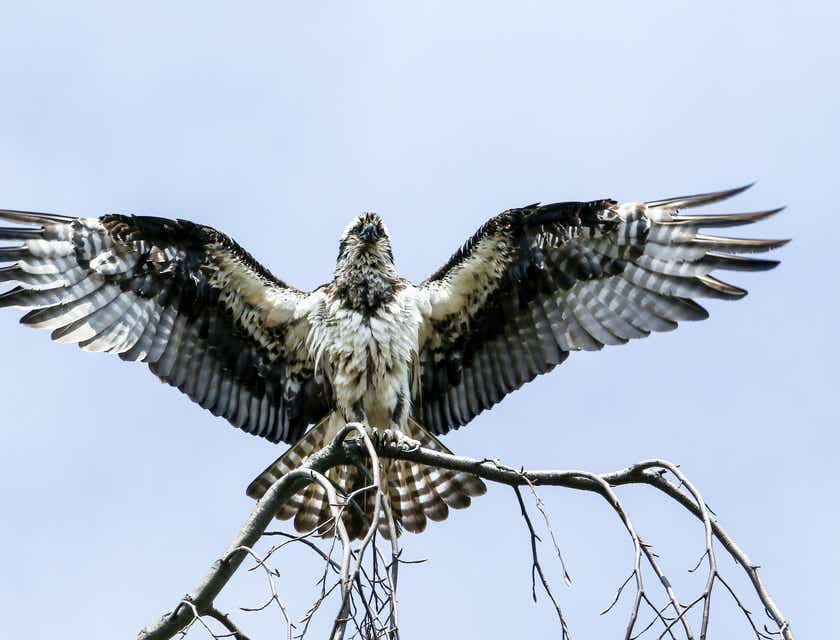 An eagle perched in a tree with its wings spread wide against a blue sky.